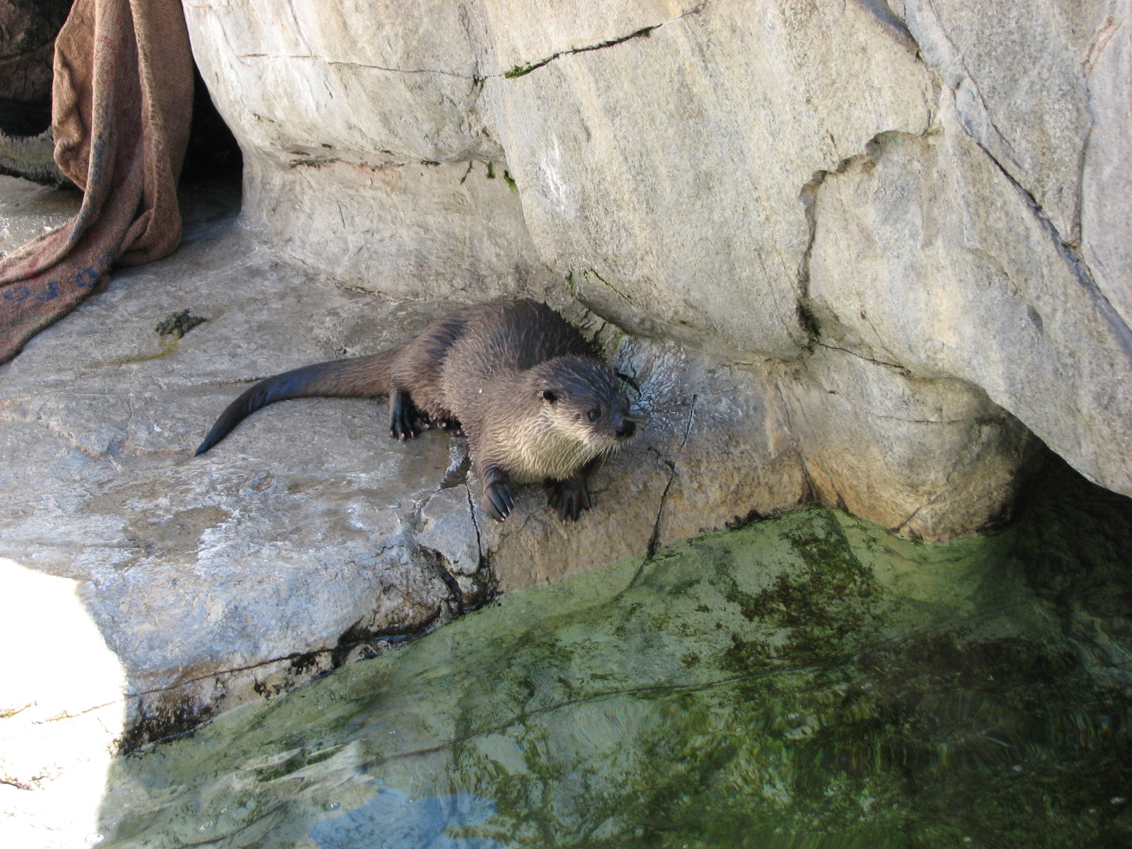 Children's Zoo - Pacific River Otter