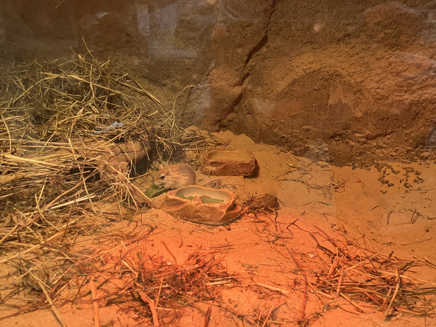 Children’s Zoo - Pallid Gerbil Exhibit