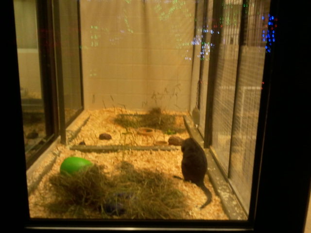 Children's Zoo-Parma Wallaby exhibit