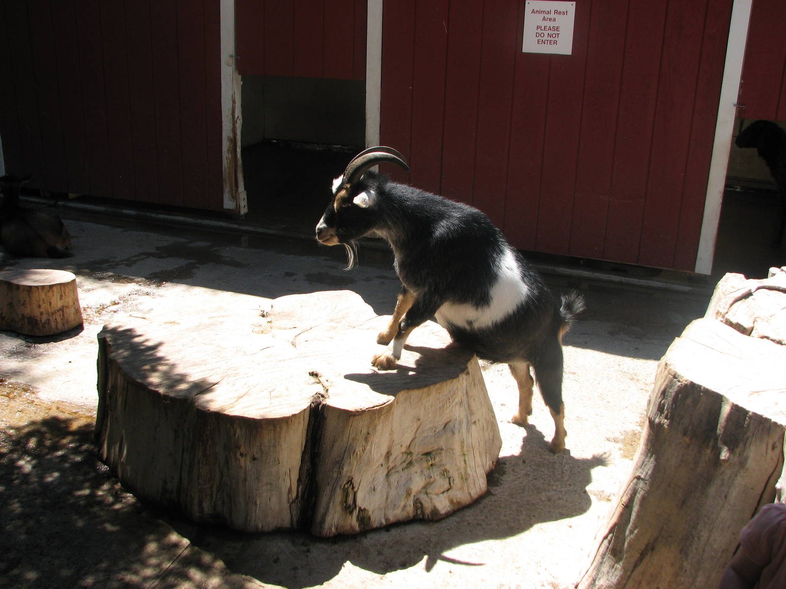 Children's Zoo - Petting Paddock