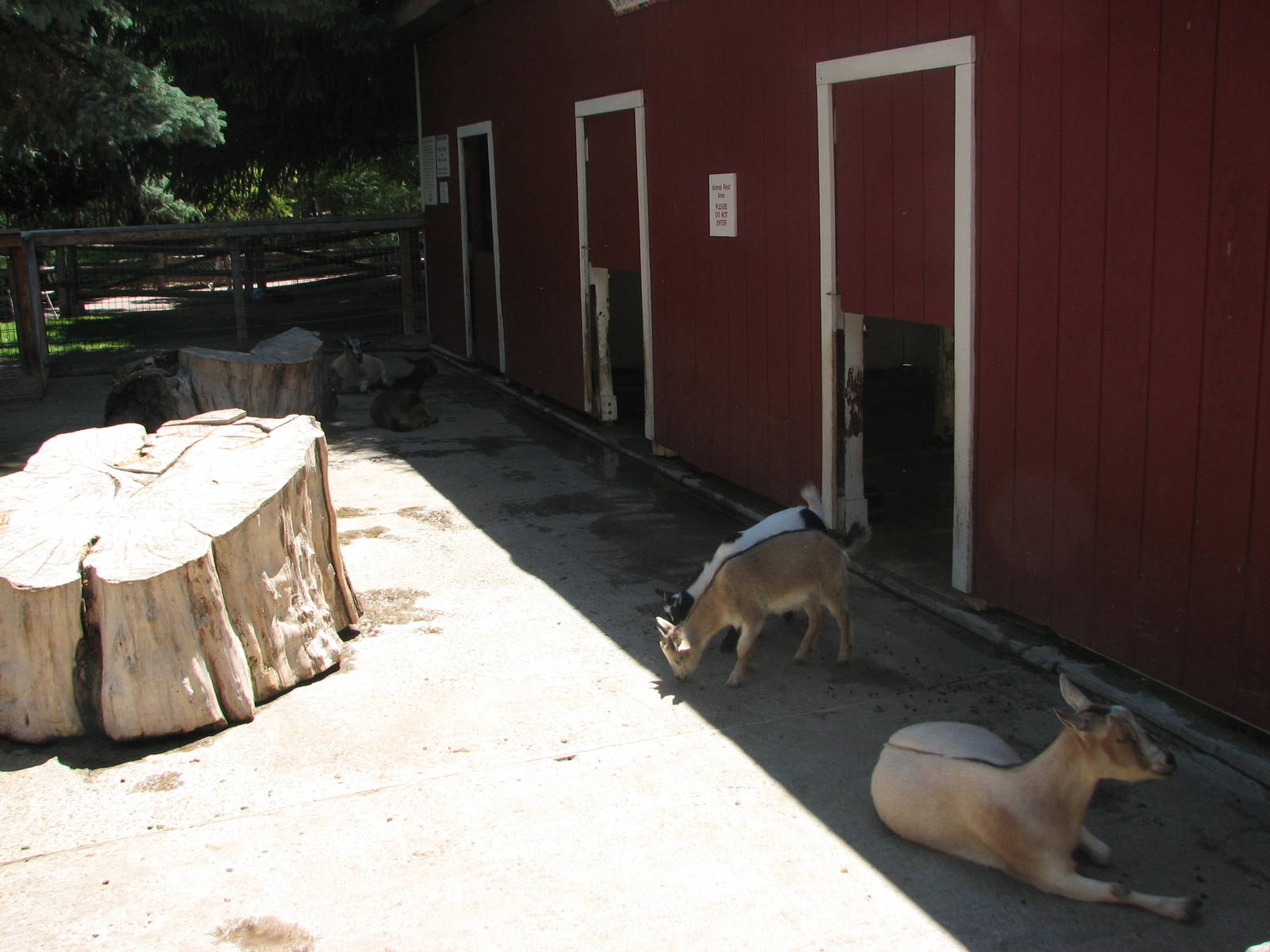 Children's Zoo - Petting Paddock