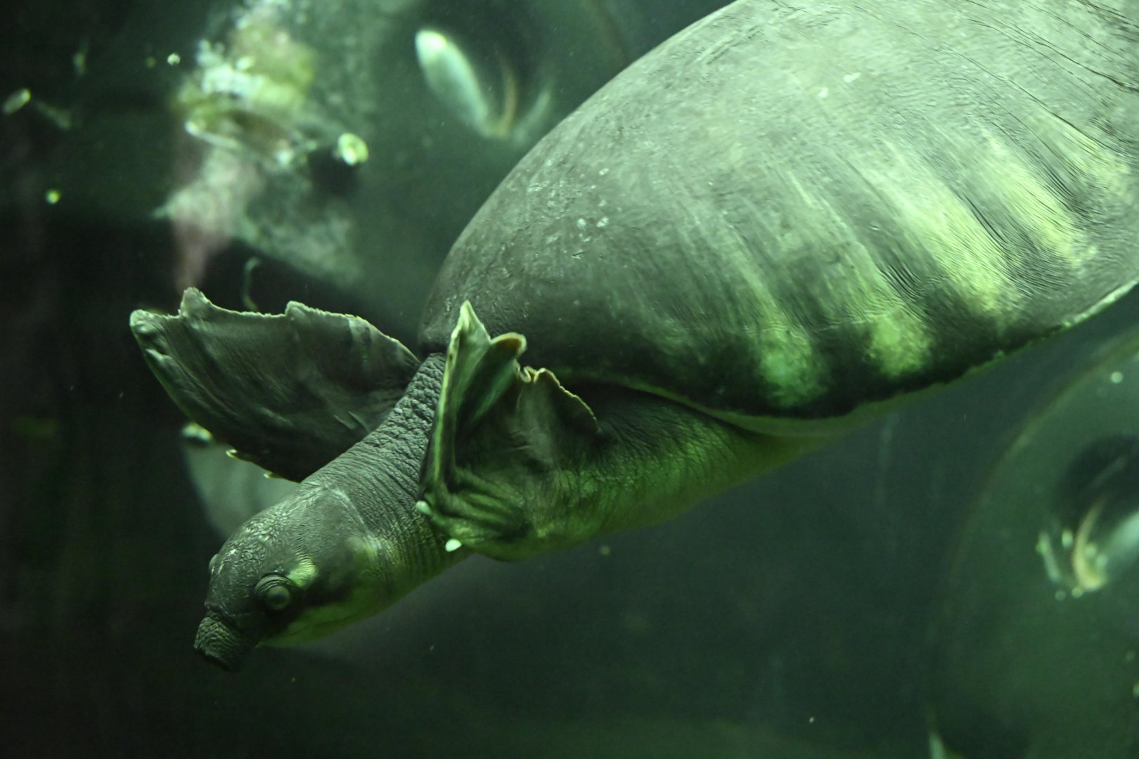 Childrens Zoo - Pig-nosed Turtle (Carettochelys insculpta)