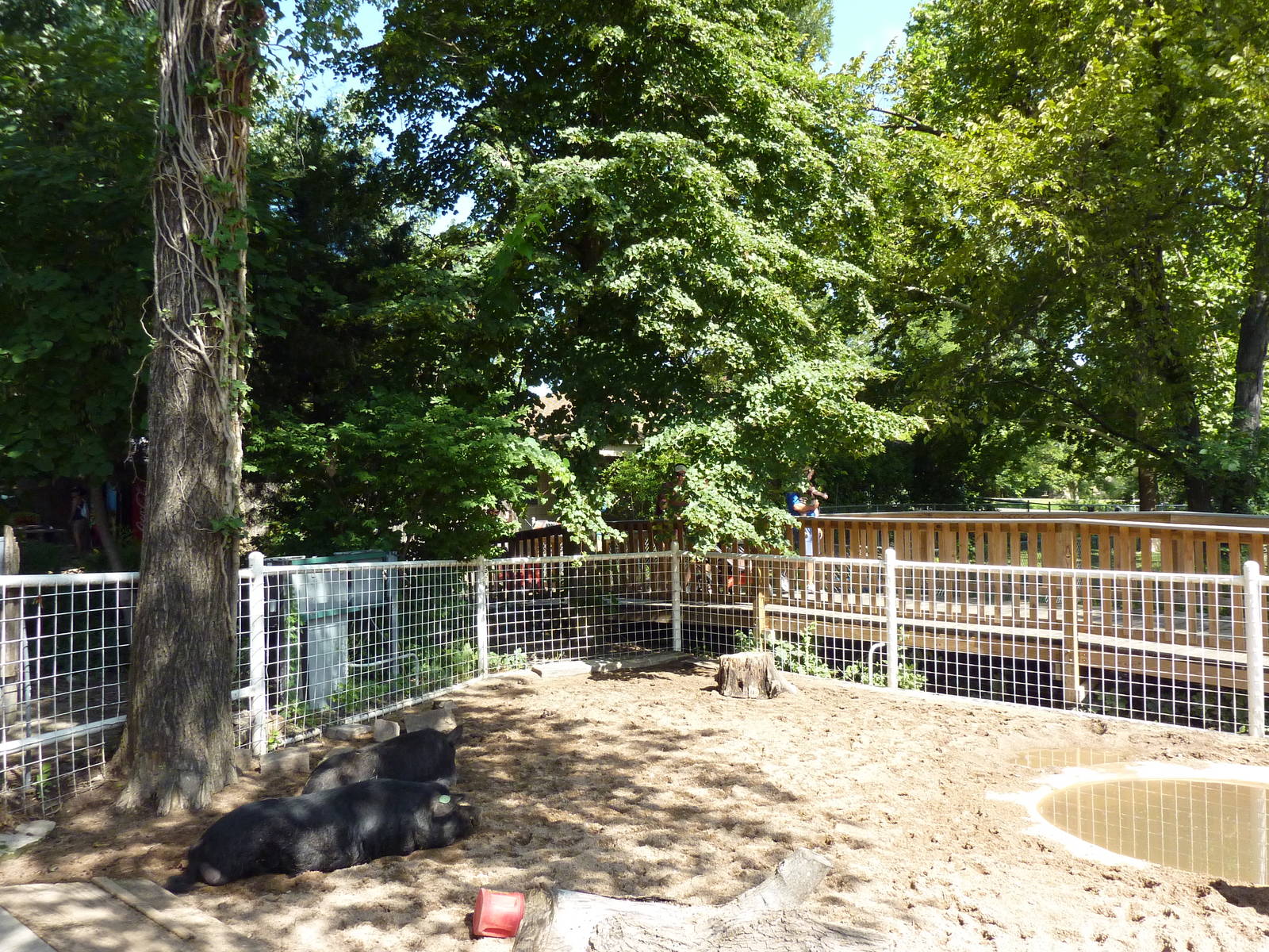 Children's Zoo - Pig Yard