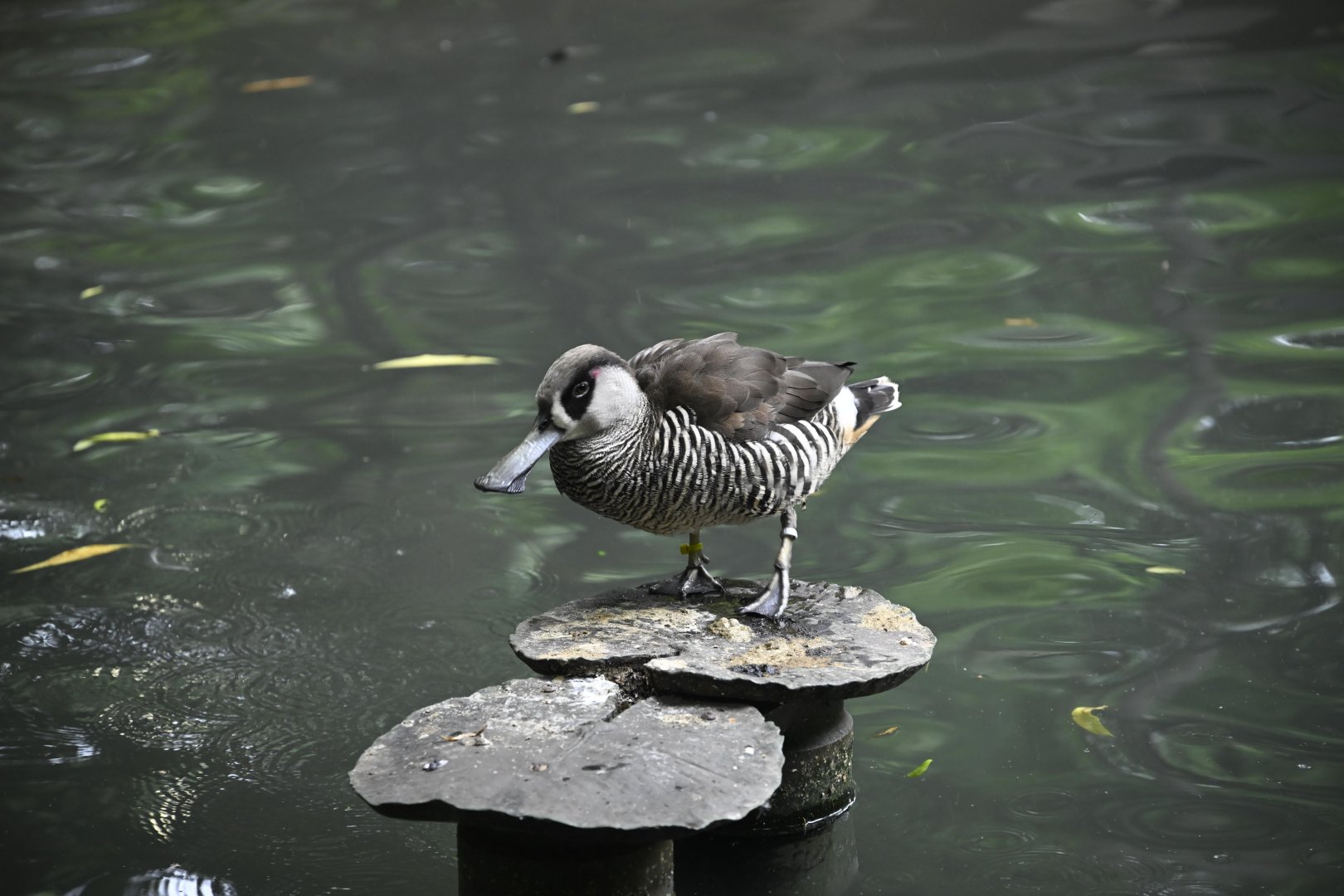 Childrens Zoo - Pink-eared Duck (Malacorhynchus membranaceus)