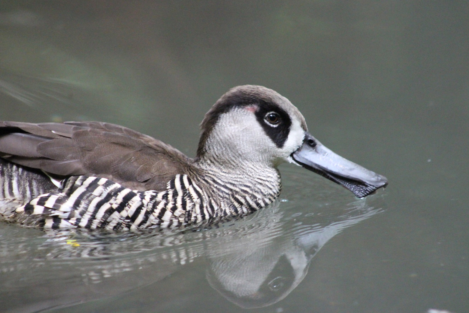 Children’s Zoo - Pink-eared Duck