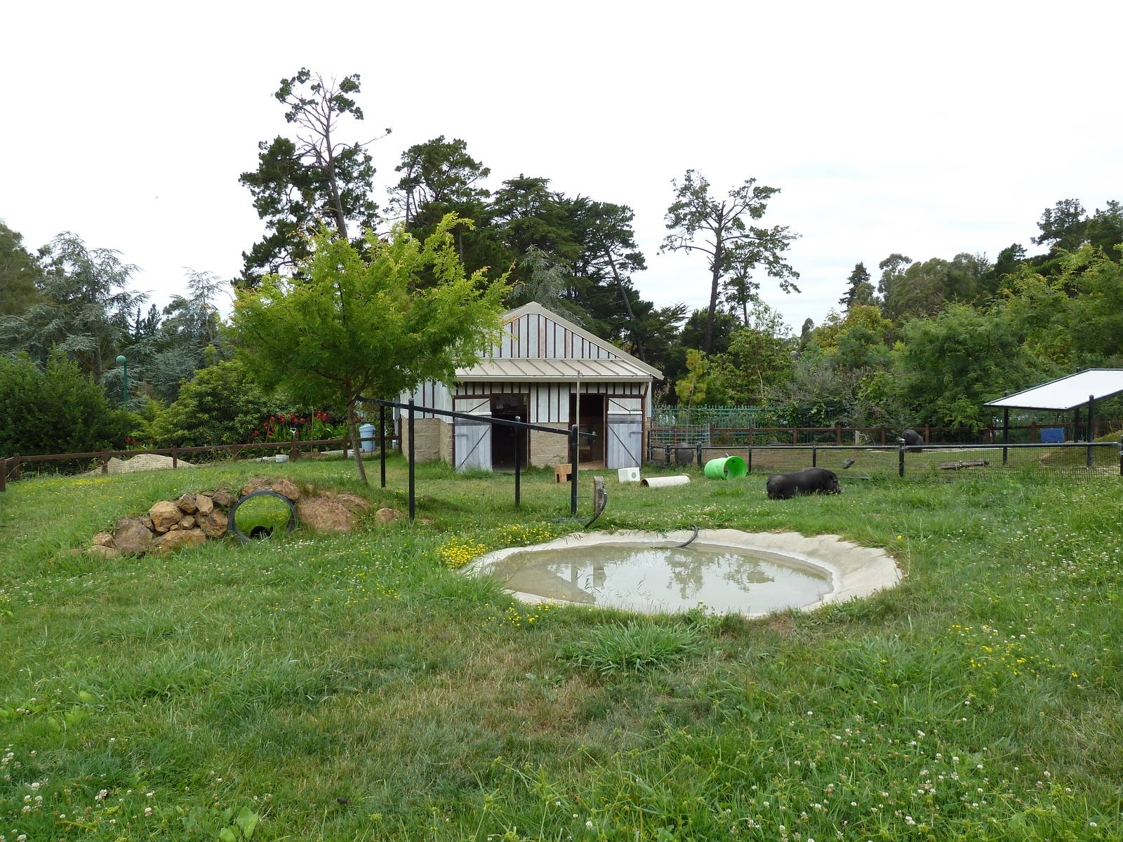 Children's Zoo - Pot-Bellied Pig Exhibit