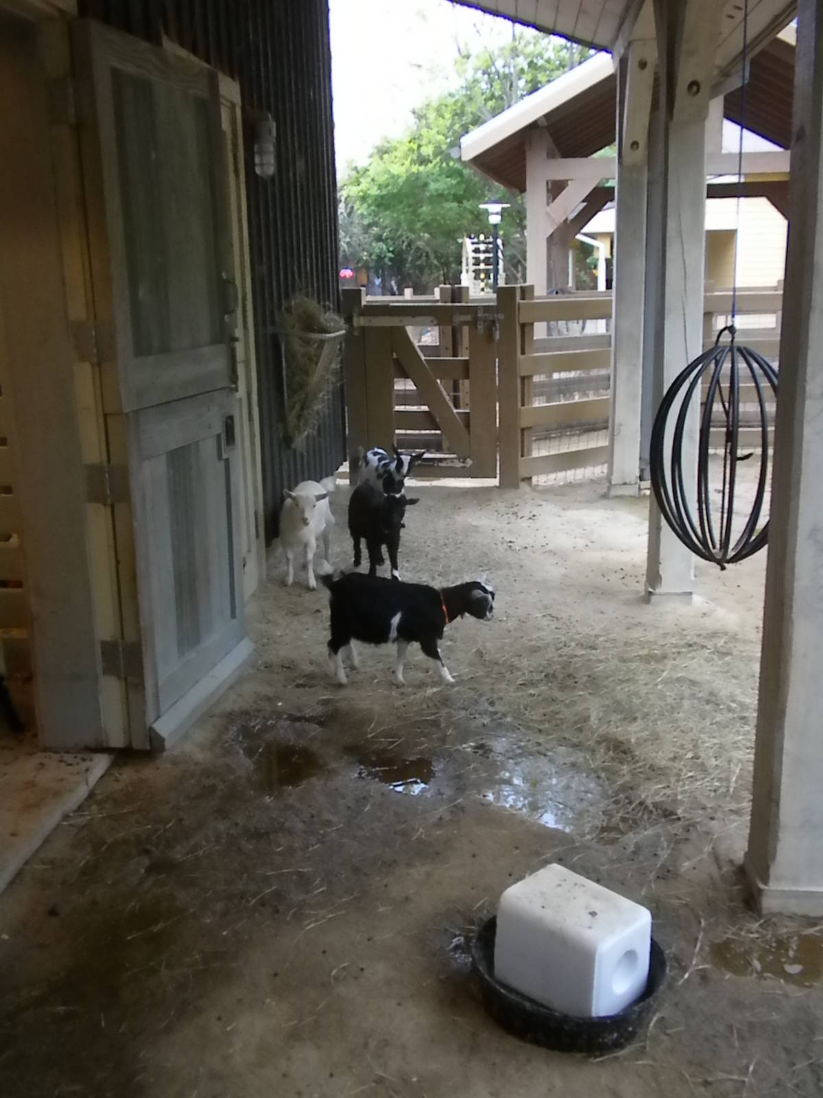 Children's Zoo - Pygmy goats