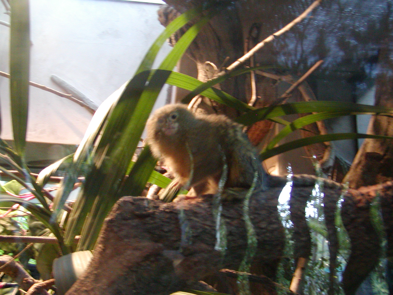 Children's Zoo - Pygmy Marmoset
