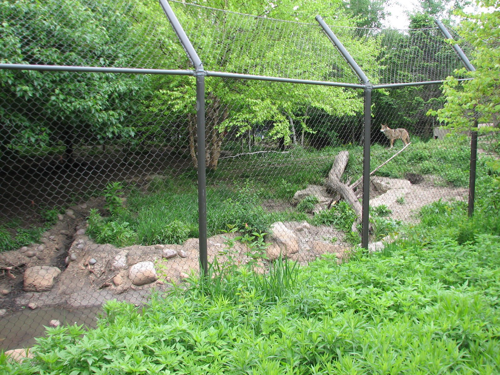 Childrens Zoo - Red Wolf Exhibit