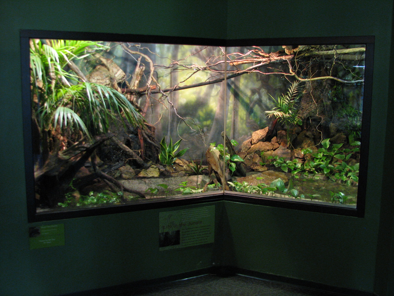 Childrens Zoo - Reptile and Amphibian House - Black Tree Monitor Exhibit