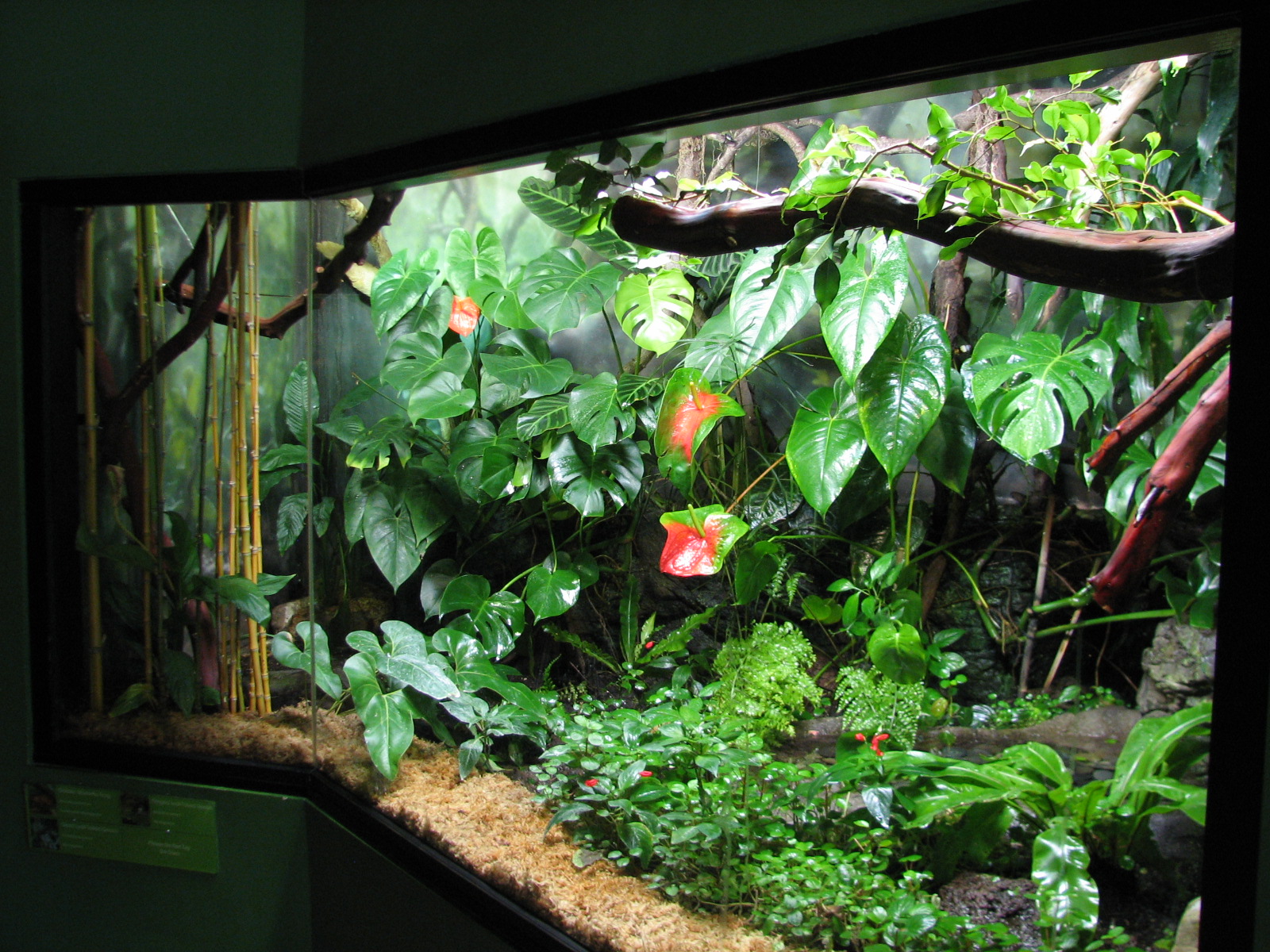 Childrens Zoo - Reptile and Amphibian House - Madagascar Exhibit