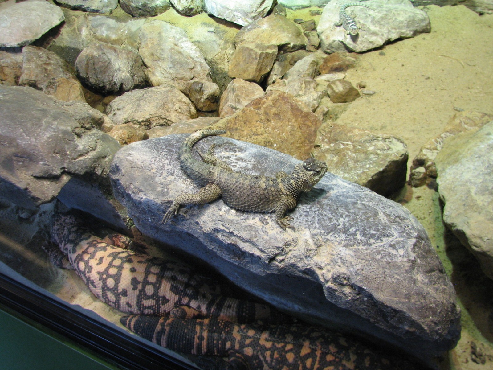 Childrens Zoo - Reptile and Amphibian House - North American Southwest Exhi