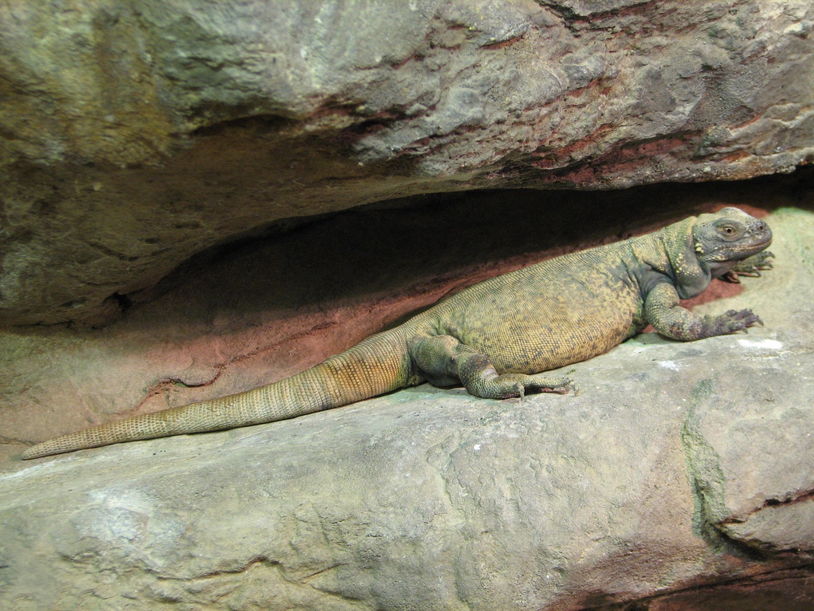 Childrens Zoo - Reptile and Amphibian House - North American Southwest Exhi