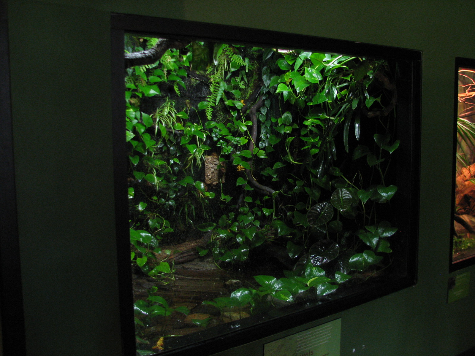 Childrens Zoo - Reptile and Amphibian House - Panamanian Golden Frog Exhibi