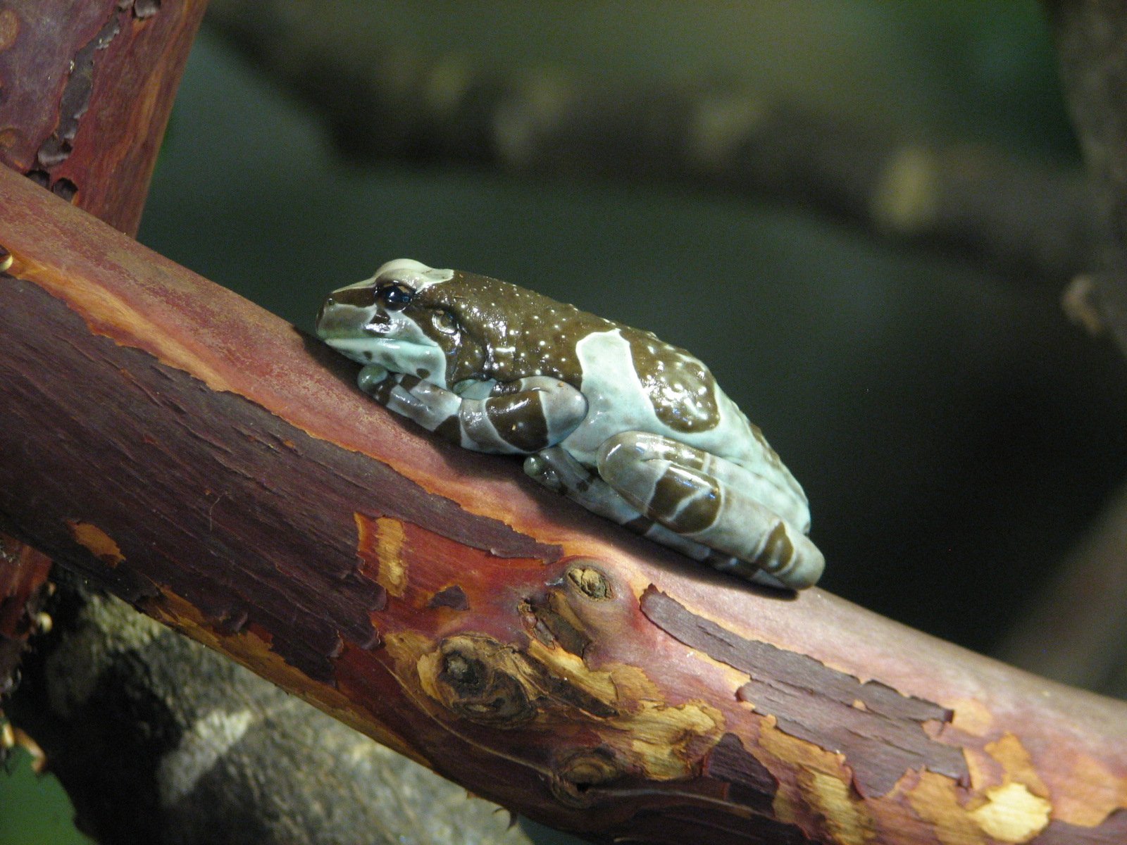 Childrens Zoo - Reptile and Amphibian House - South American Exhibit - Amaz