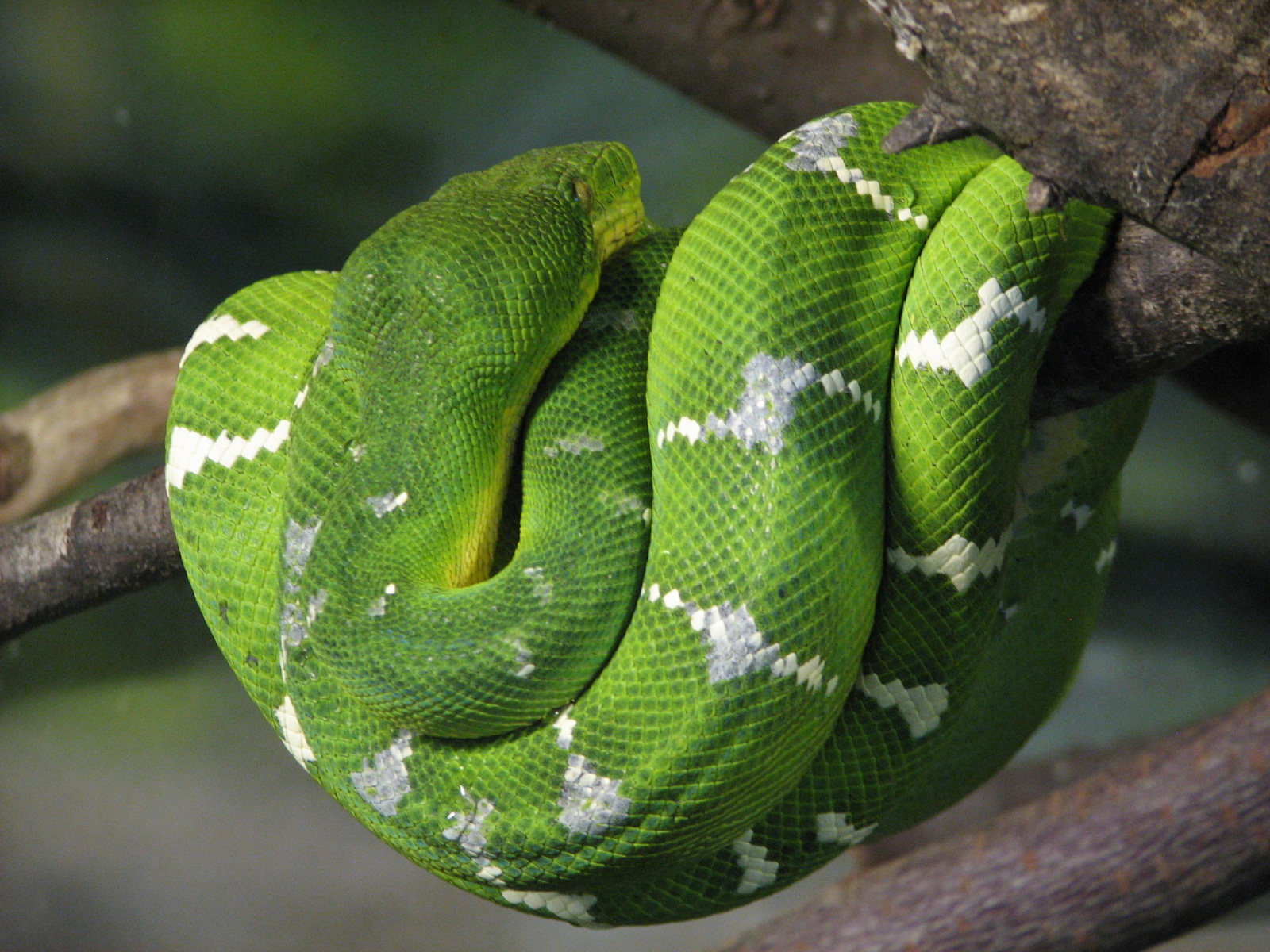 Childrens Zoo - Reptile and Amphibian House - South American Exhibit - Emer