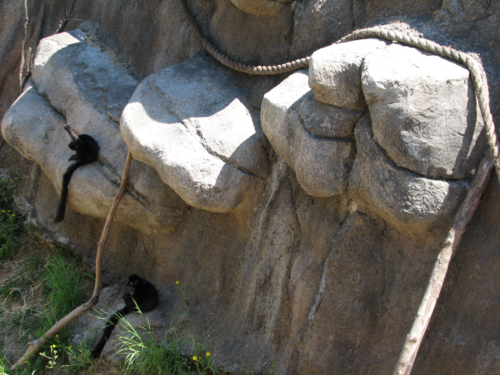 Childrens Zoo - Ring-tailed and Blue-eyed Black Lemurs Exhibit