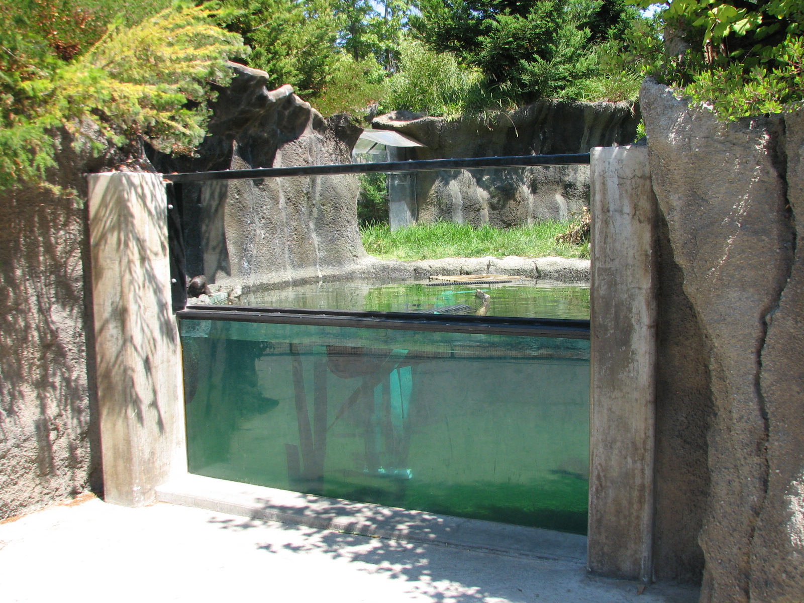 Childrens Zoo - River Otter Exhibit - Underwater Viewing Area
