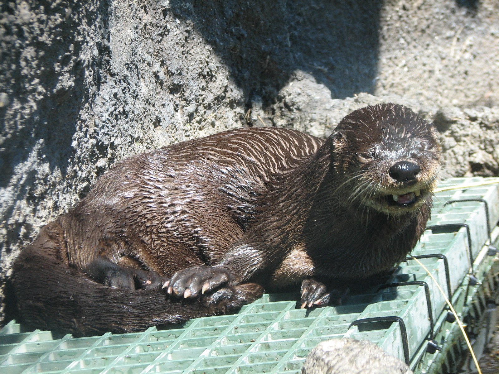 Childrens Zoo - River Otter