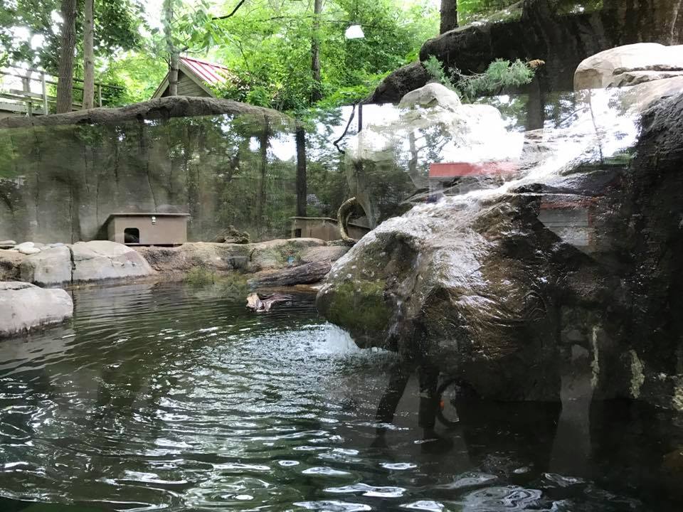 Children's Zoo- River Otter