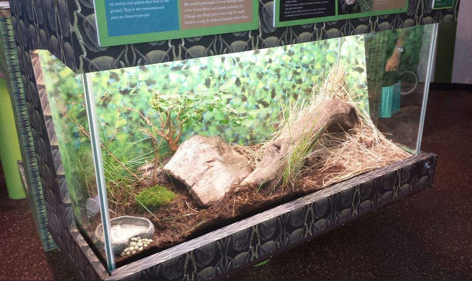 Children's Zoo - Rough Green Snake Exhibit