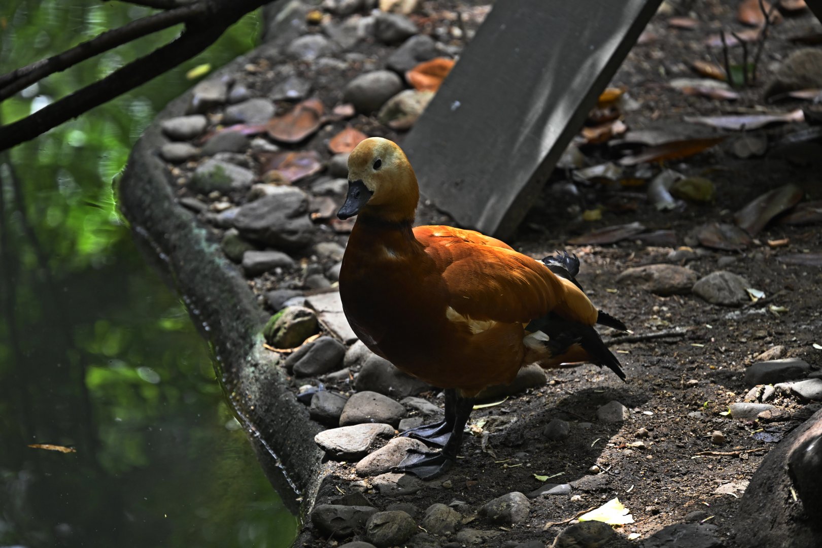 Childrens Zoo - Ruddy Shelduck (Tadorna ferruginea)