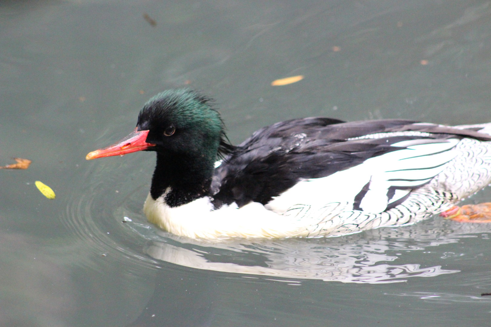 Children’s Zoo - Scaly-sided Merganser