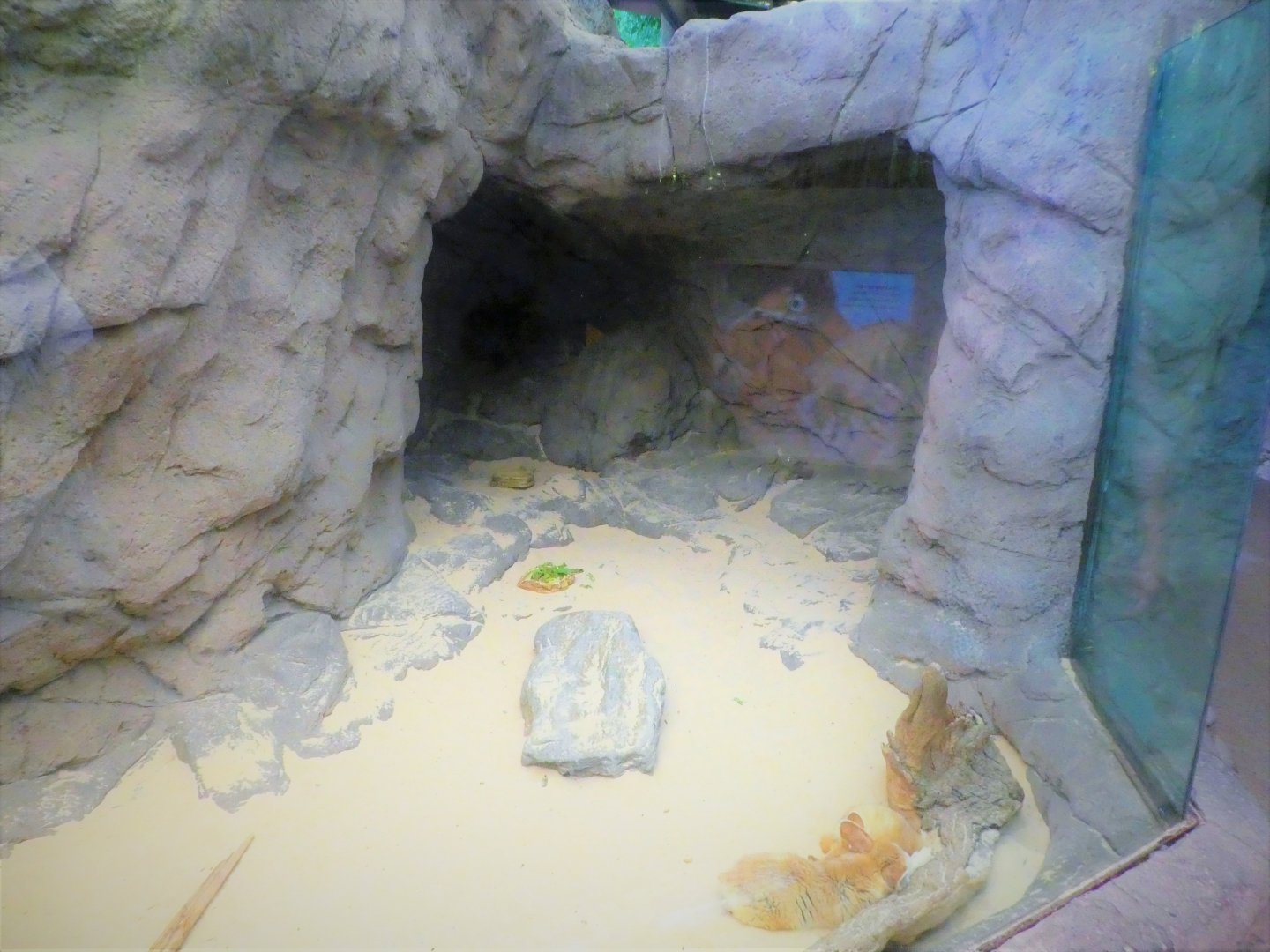 Children's Zoo - Senses - Fennec Fox Exhibit