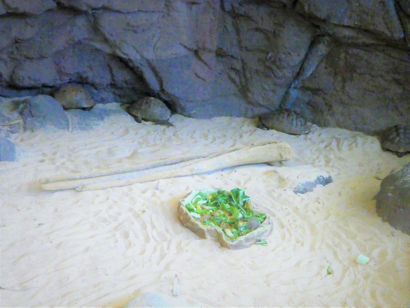 Children's Zoo - Senses - Greek Tortoise Exhibit