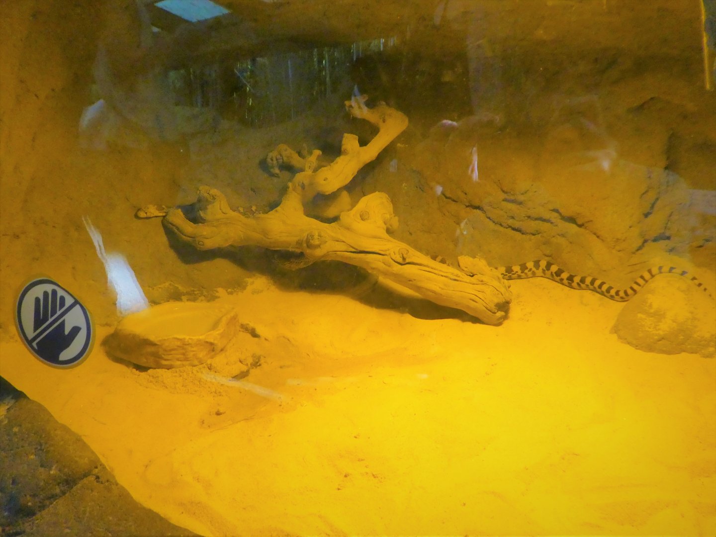 Children's Zoo - Senses - Pine Snake Exhibit