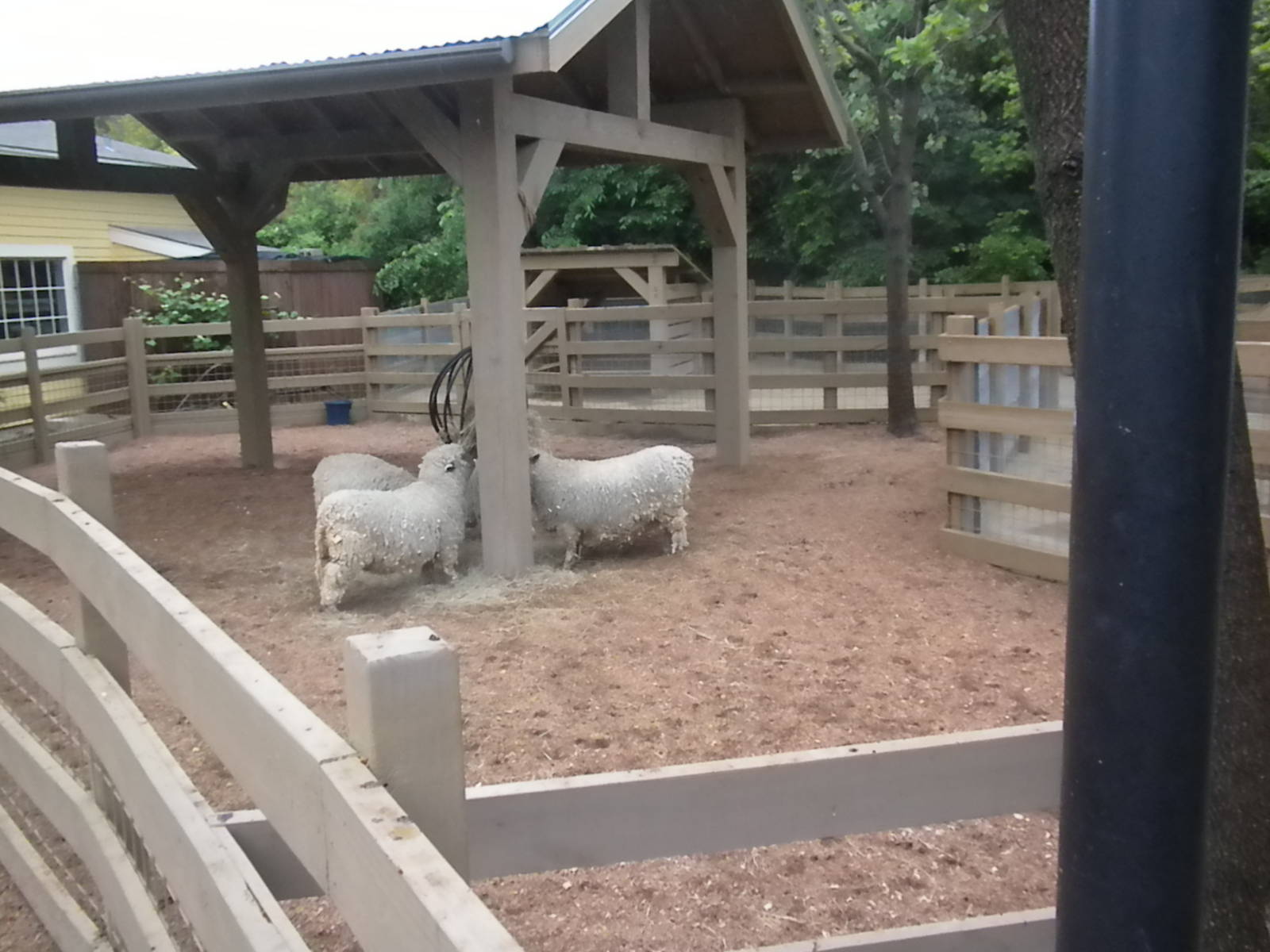 Children's Zoo - Sheep