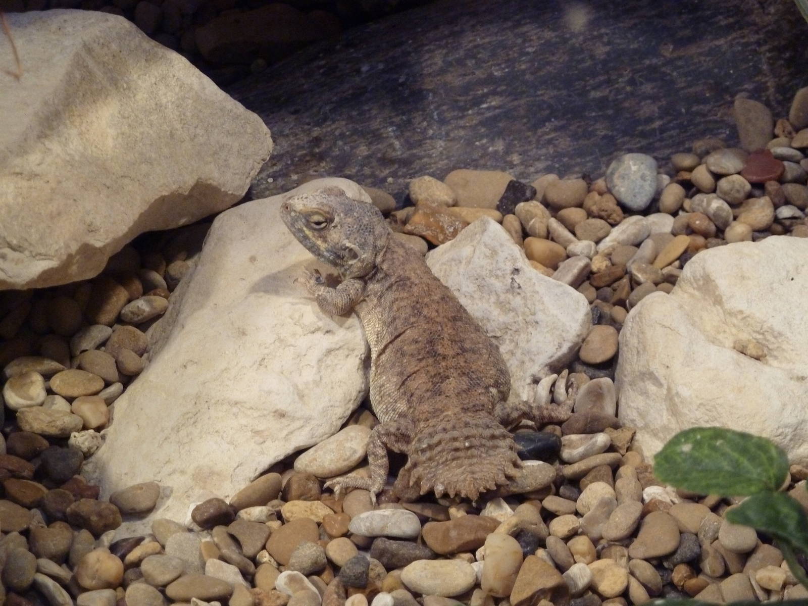 Children's Zoo - Shield-Tailed Agama