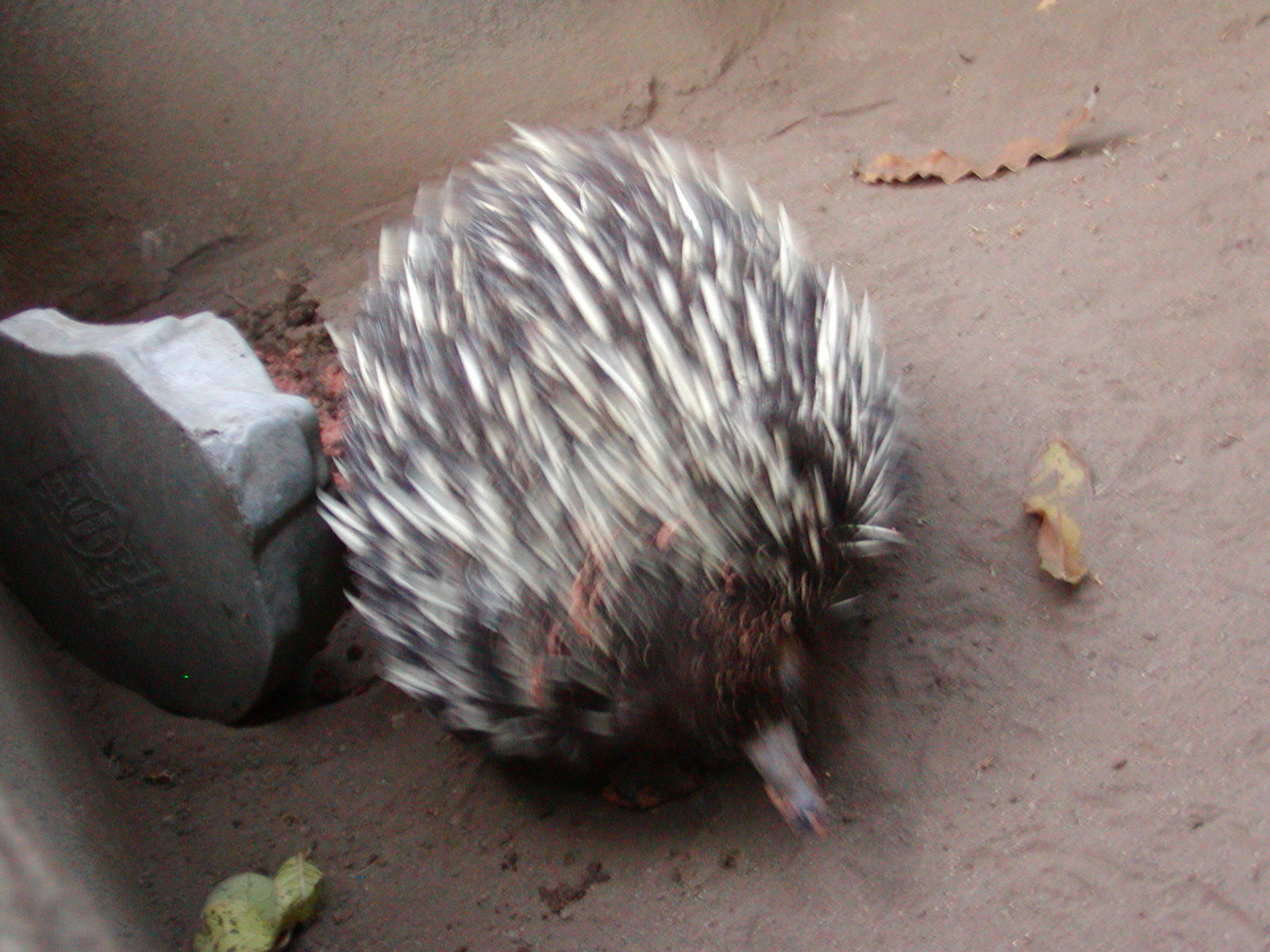 Children's Zoo - Short-Beaked Echidna