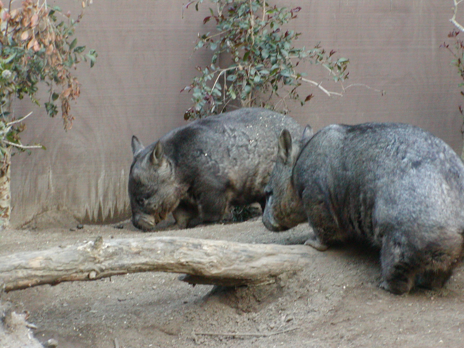 Children's Zoo - Southern Hairy-Nosed Wombat