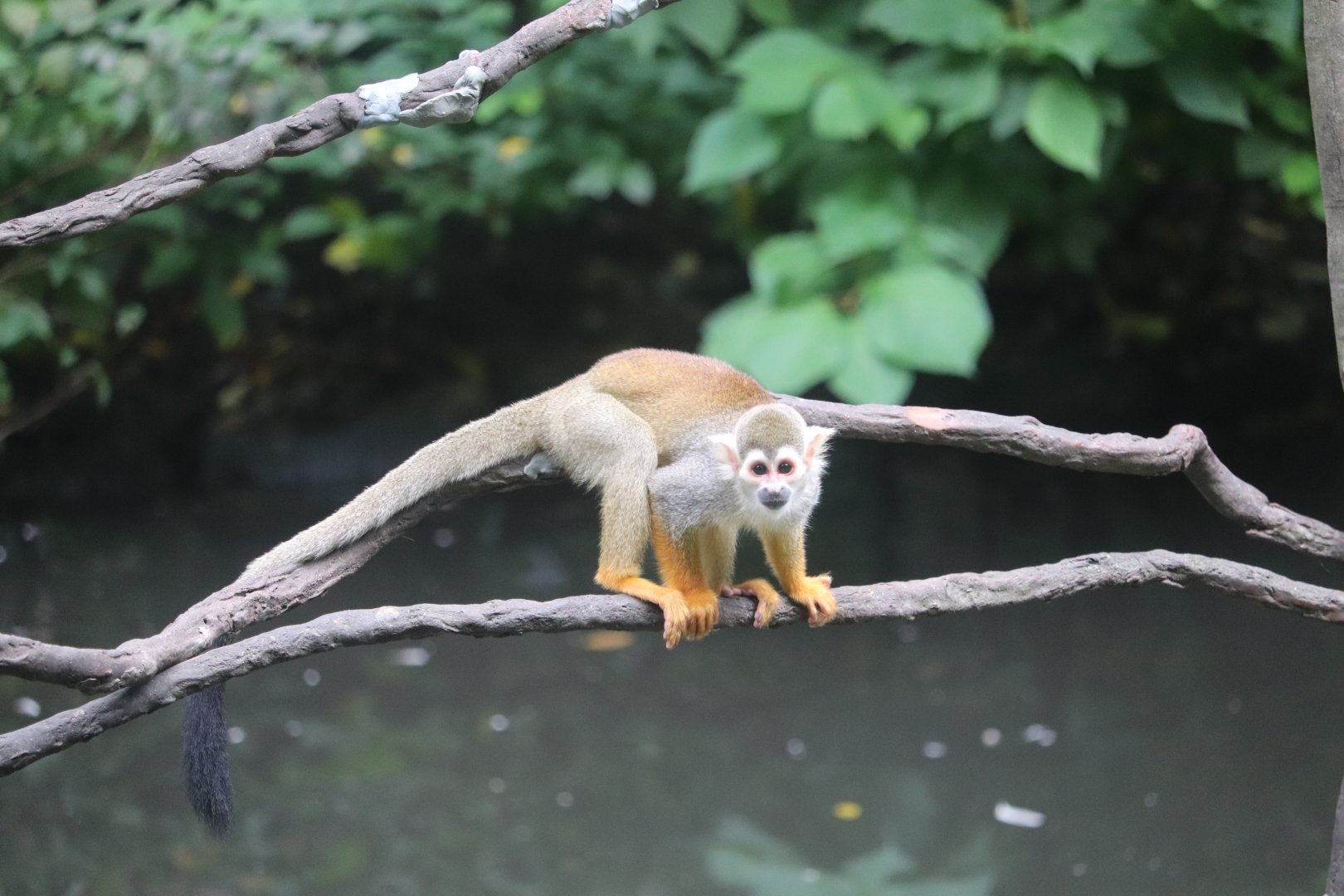 Childrens Zoo - Squirrel Monkey