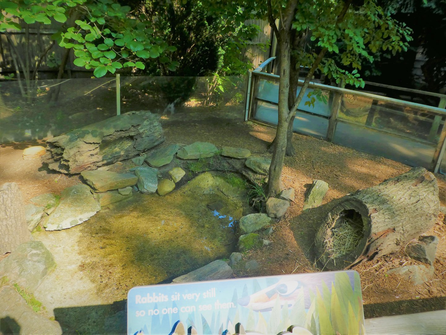 Children's Zoo - Staying Safe - Domestic Rabbit Exhibit