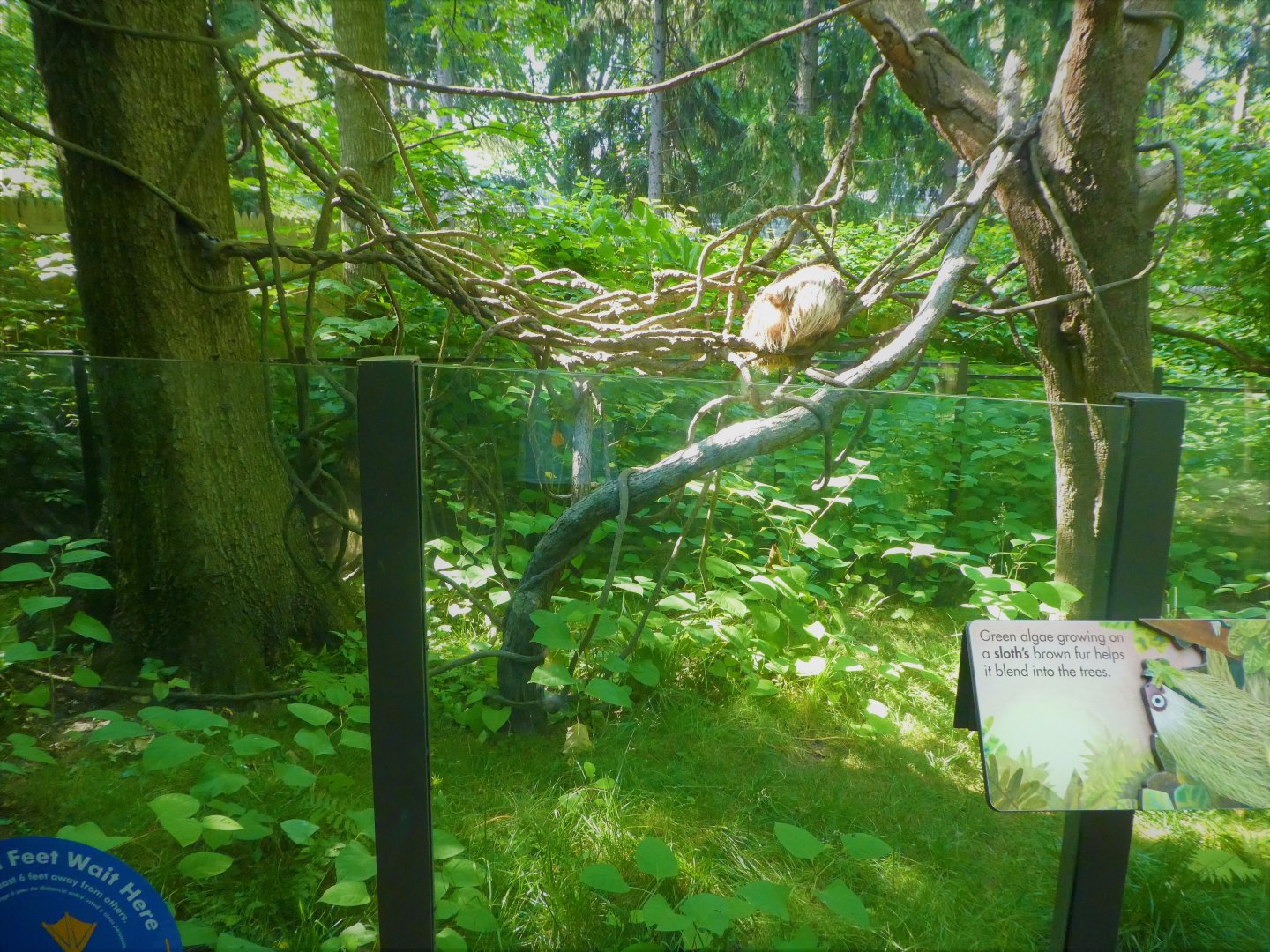 Children's Zoo - Staying Safe - Linnaeus's Two-toed Sloth Exhibit