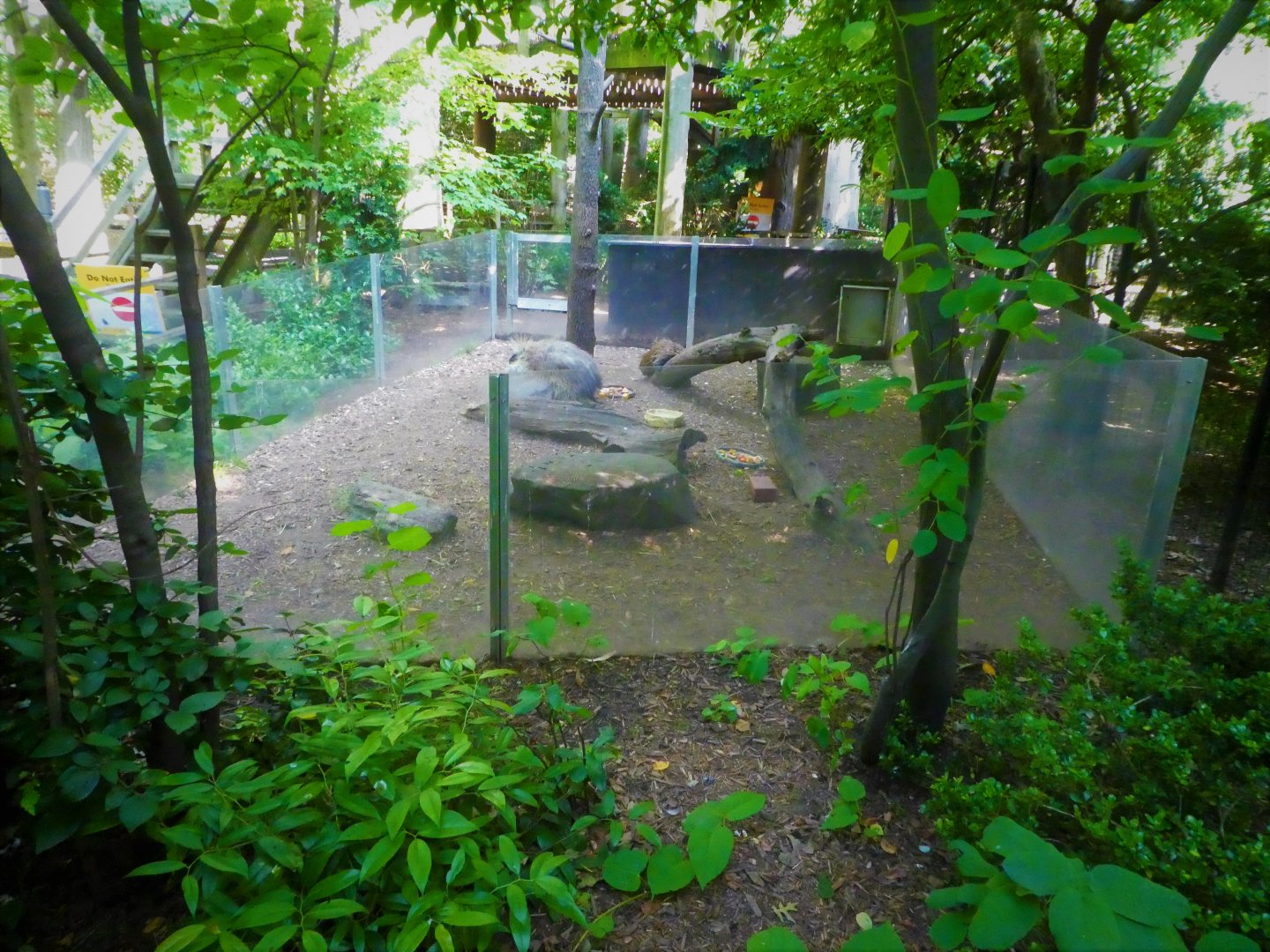 Children's Zoo - Staying Safe - North American Porcupine