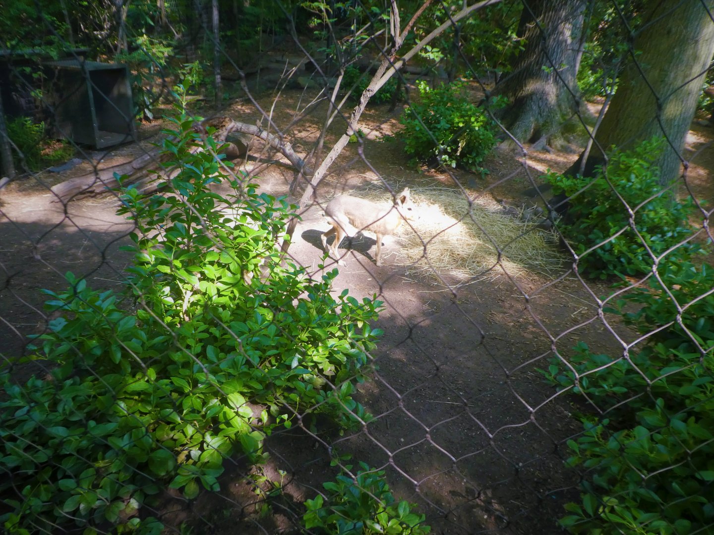 Children's Zoo - Staying Safe - Patagonian Mara Exhibit