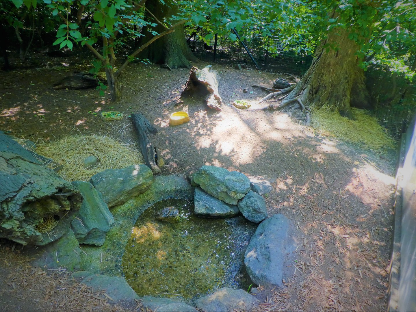 Children's Zoo - Staying Safe - Red-footed Tortoise Exhibit
