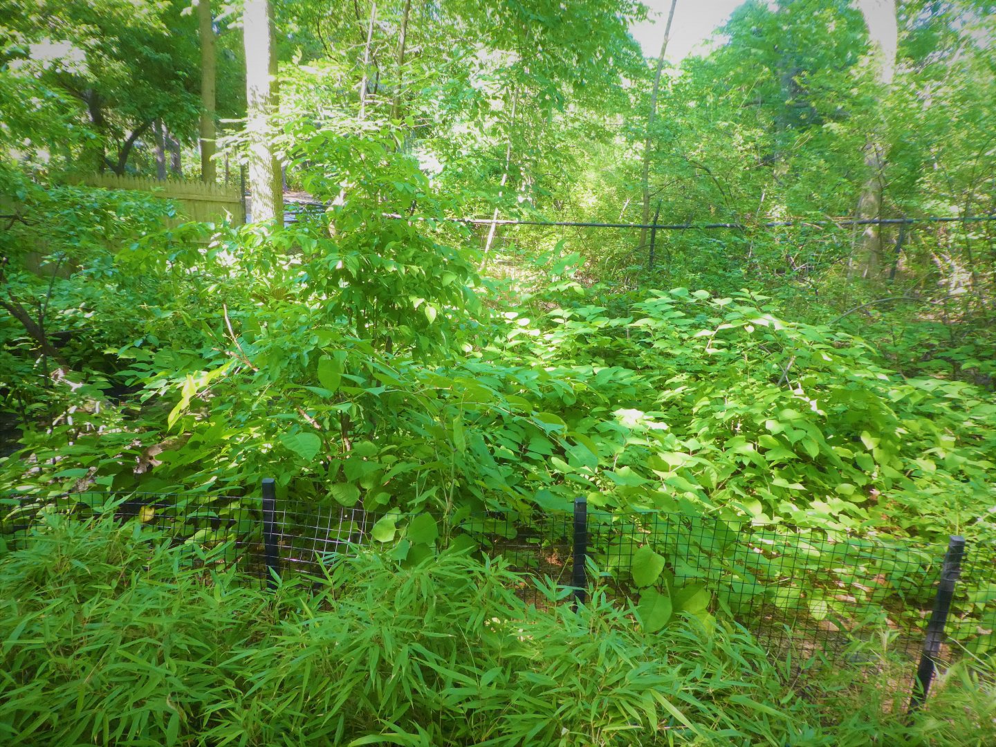 Children's Zoo - Staying Safe - Southern Pudu Exhibit