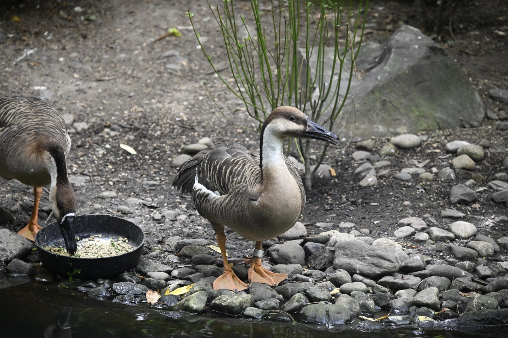 Childrens Zoo - Swan Goose (Anser cygnoides)