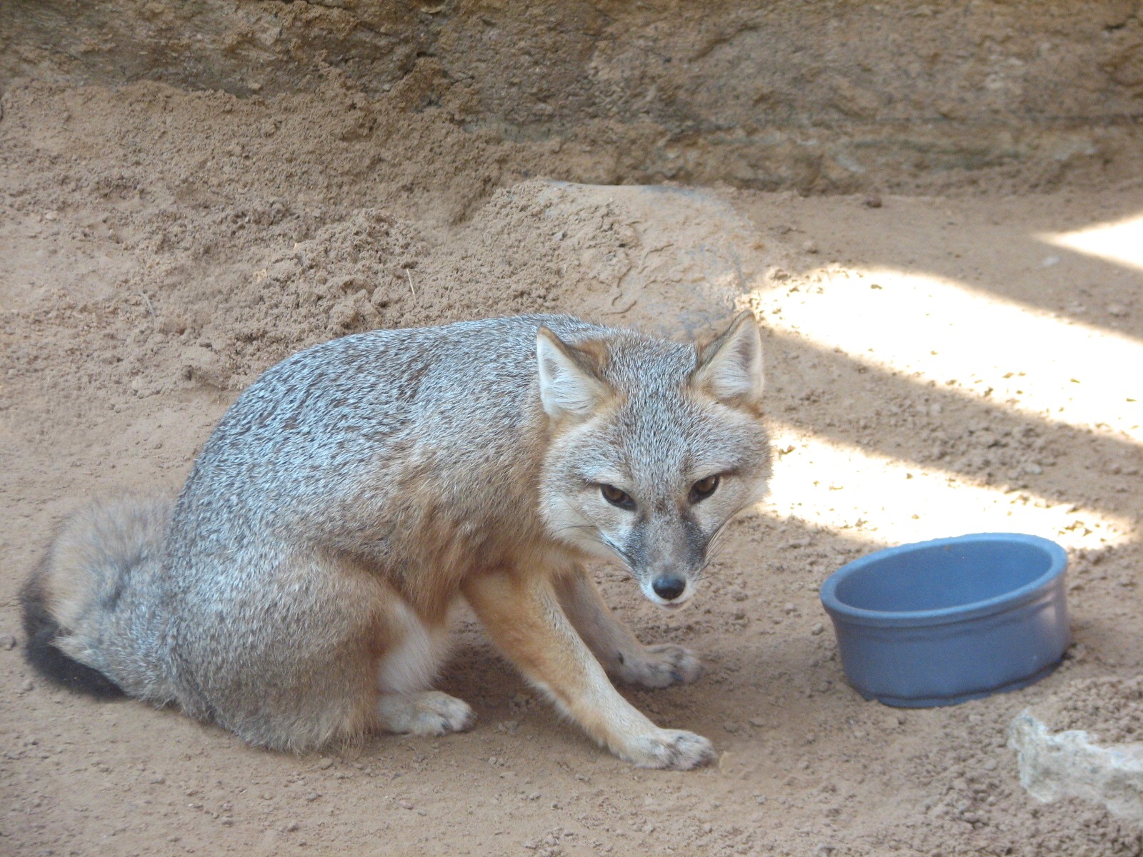 Childrens Zoo - Swift Fox