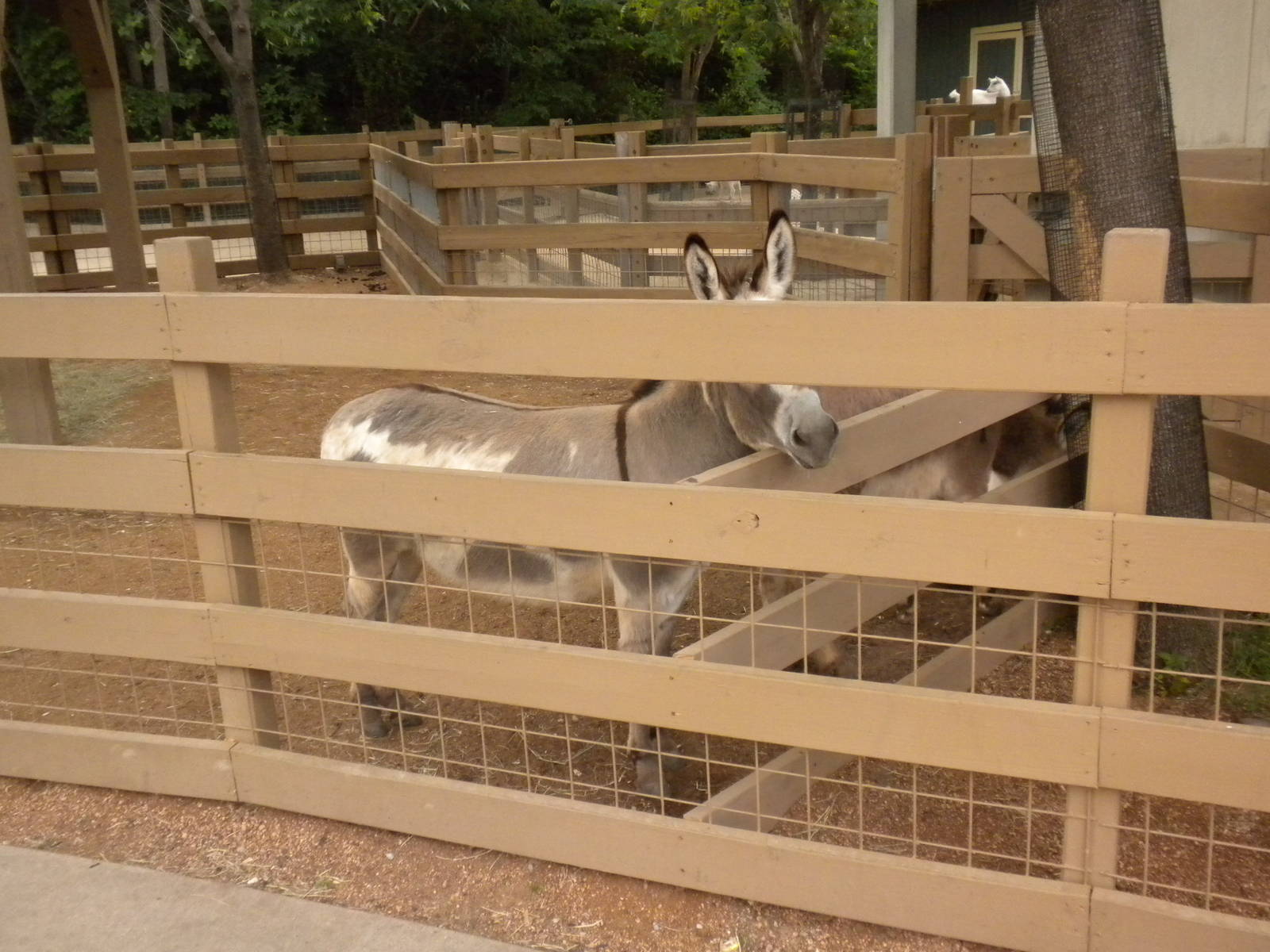 Children's Zoo - The Farm