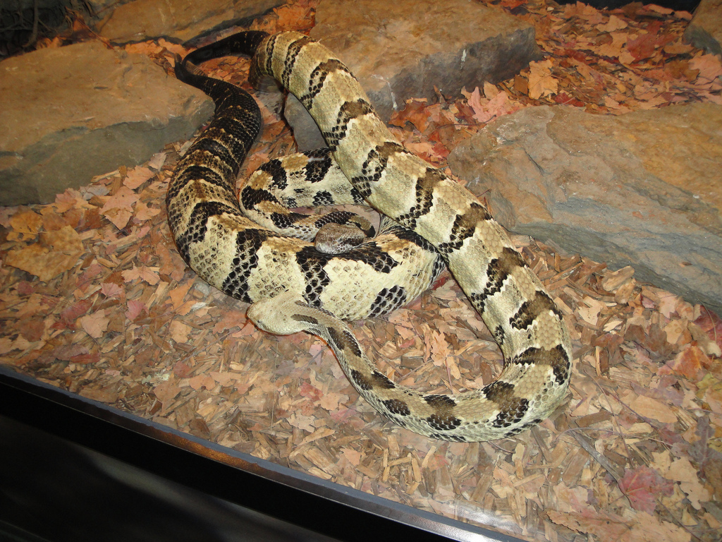 Children's Zoo - Timber Rattlesnake