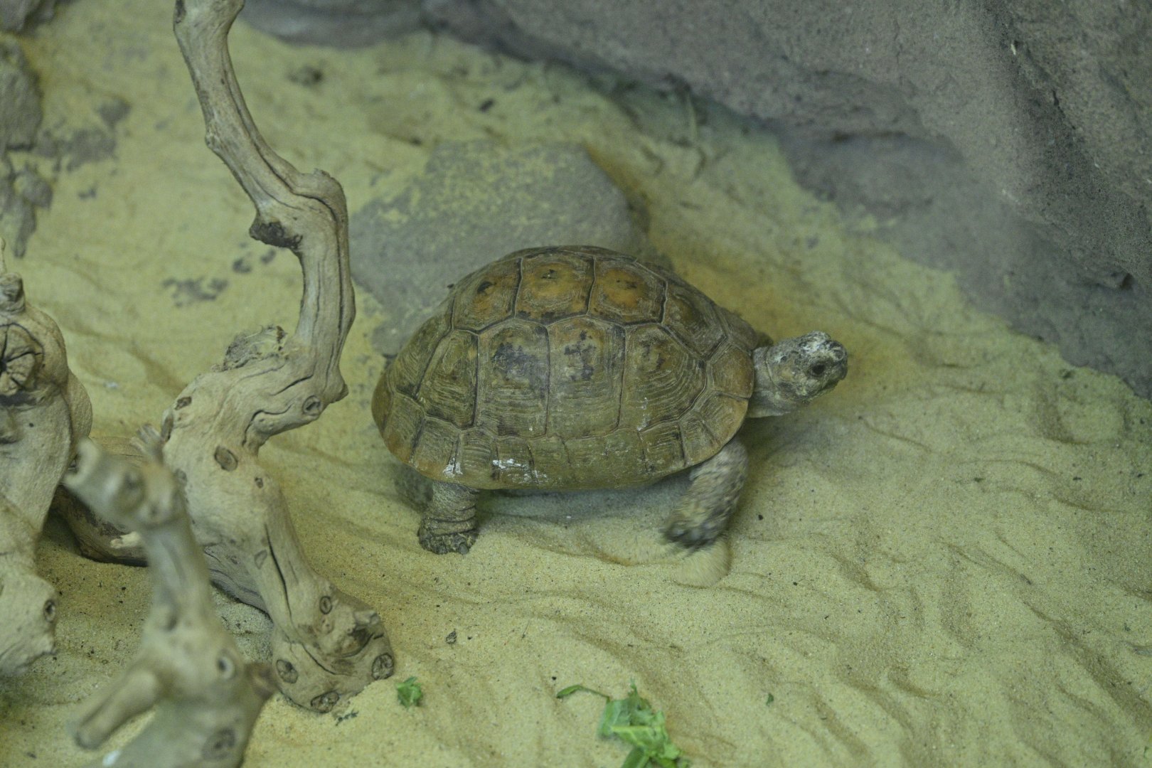 Children's Zoo - Tortoise ID?