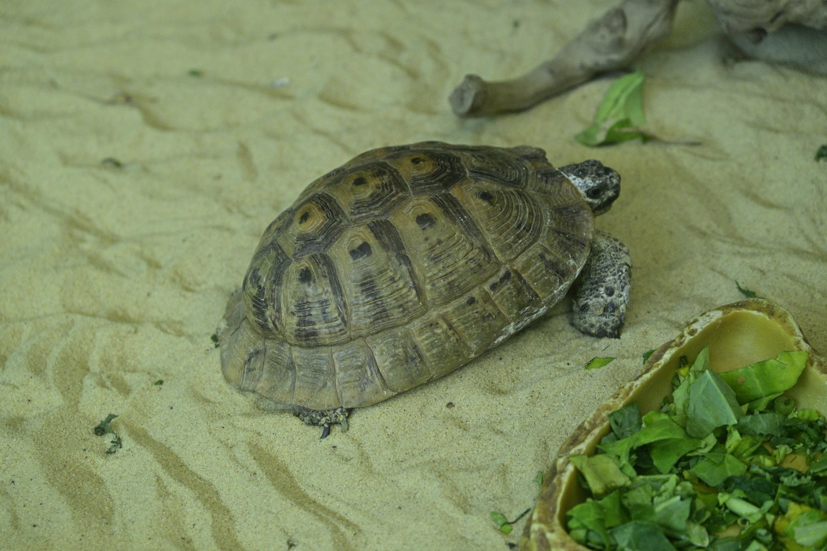 Children's Zoo - Tortoise ID?