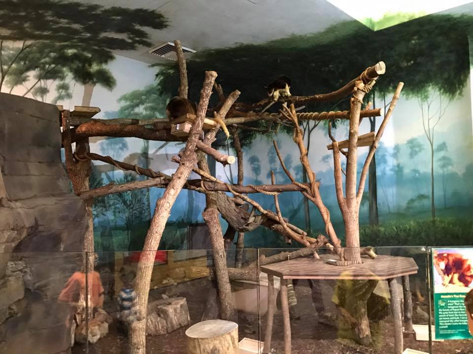 Children's Zoo- Tree Kangaroo