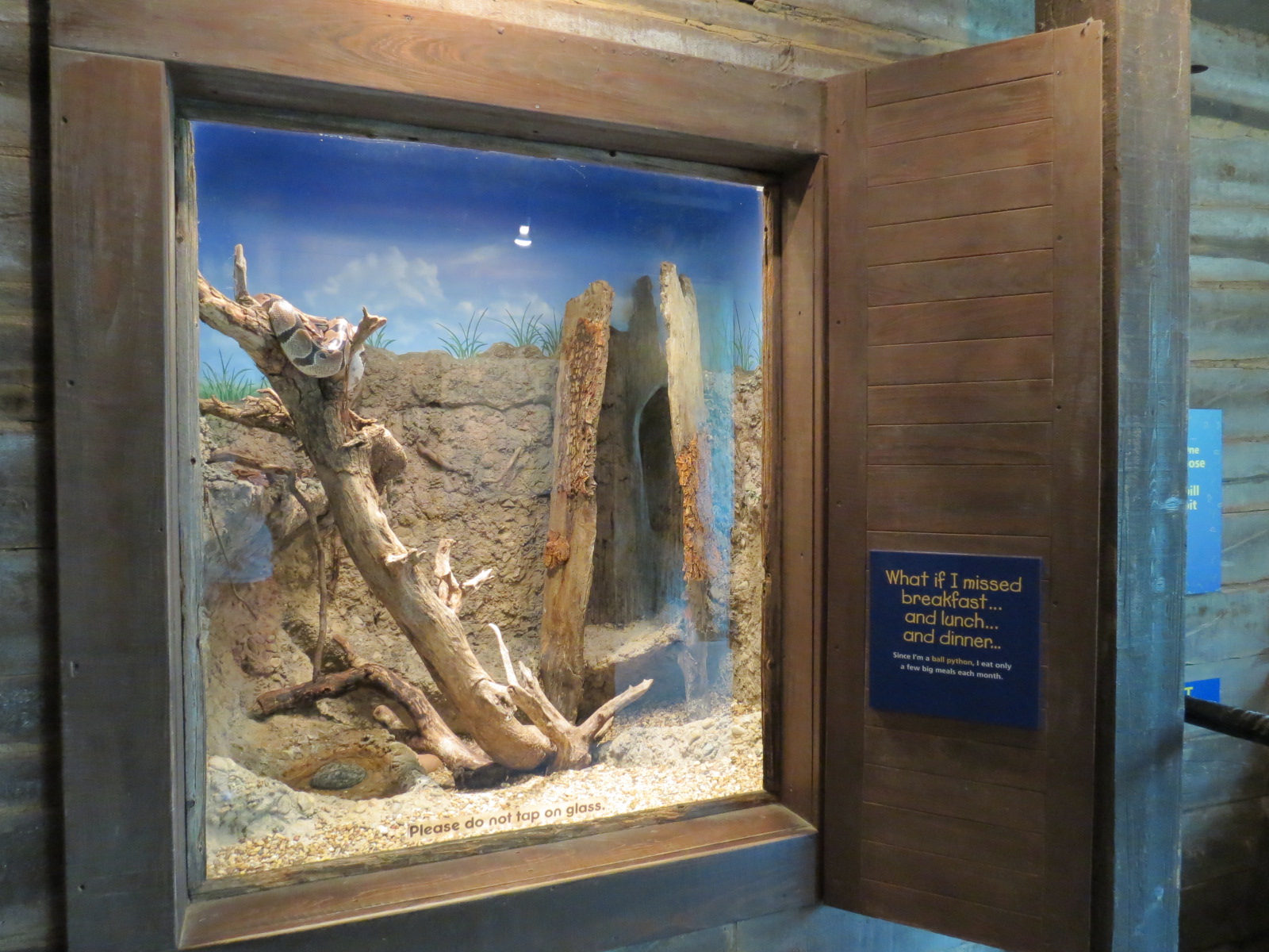 Childrens Zoo - Underzone - Ball Python Exhibit