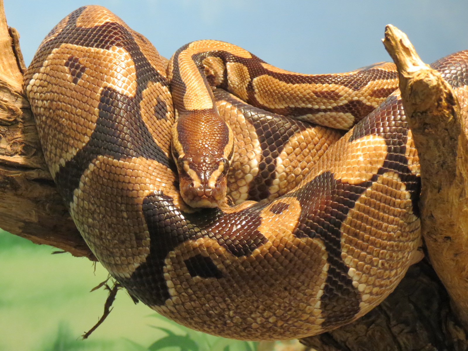 Childrens Zoo - Underzone - Ball Python
